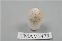 藏品(白頰山雀卵)的圖片